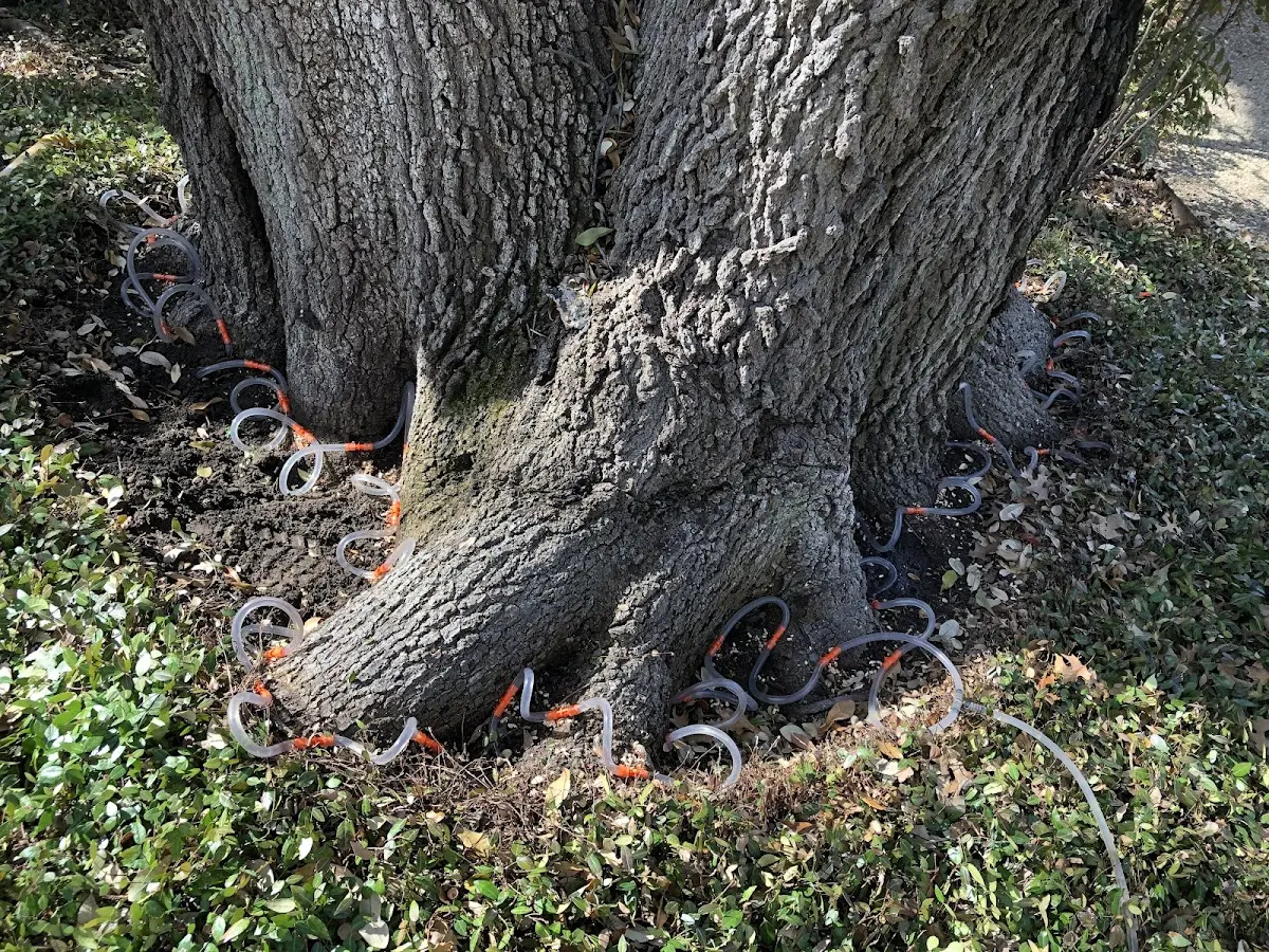 Detailed Tree Cabling and Bracing job site in West Columbia