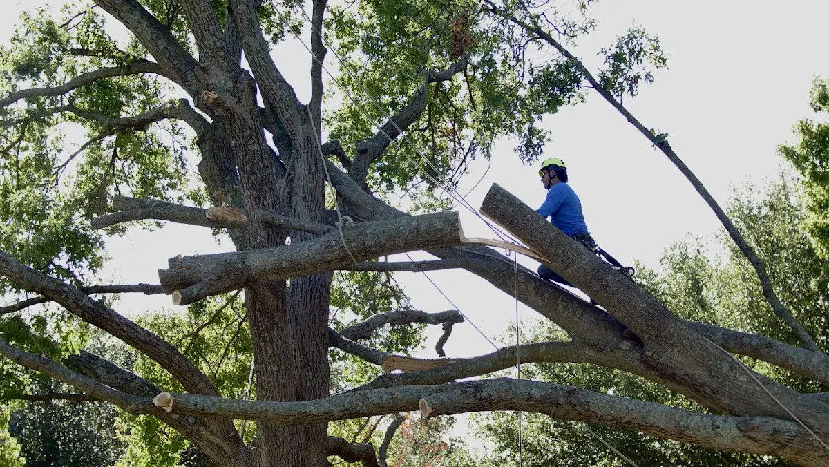 Professional Hazardous Tree Removal performed by certified arborists in West Columbia