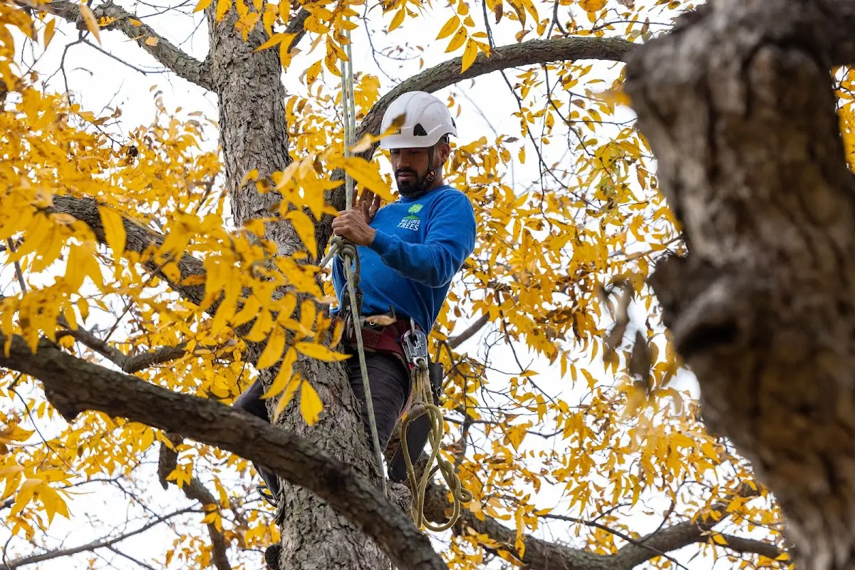 Skilled Storm Damage Cleanup crew working in West Columbia